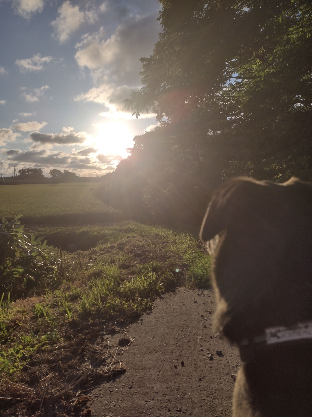 夕陽を見る犬／寄棟.jpg
