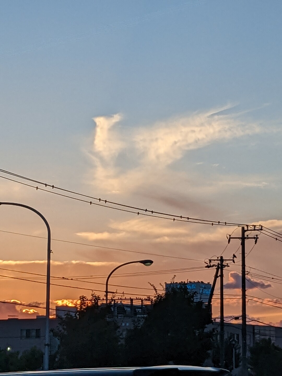 空の孔雀／華.jpg